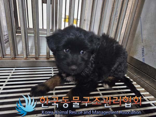 한국동물구조관리협회_411311202400639