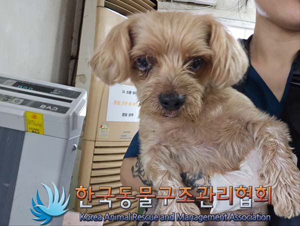 종료(반환) 믹스견…
