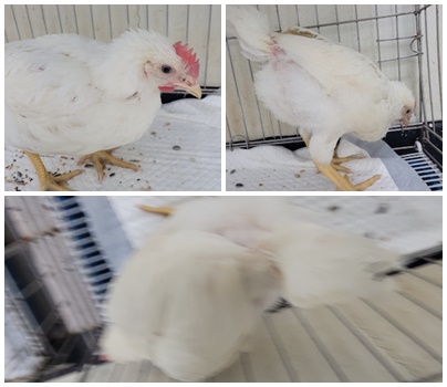 논산시 동물보호센터_444454202400850