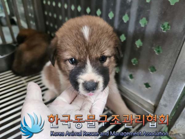 한국동물구조관리협회_441409202401358