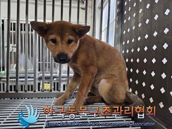 한국동물구조관리협회_411310202400643