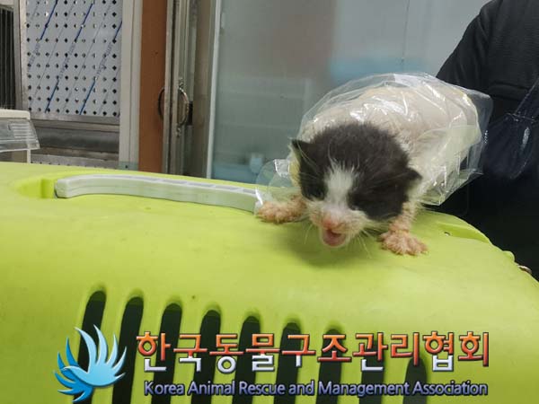 한국동물구조관리협회_411323202400962