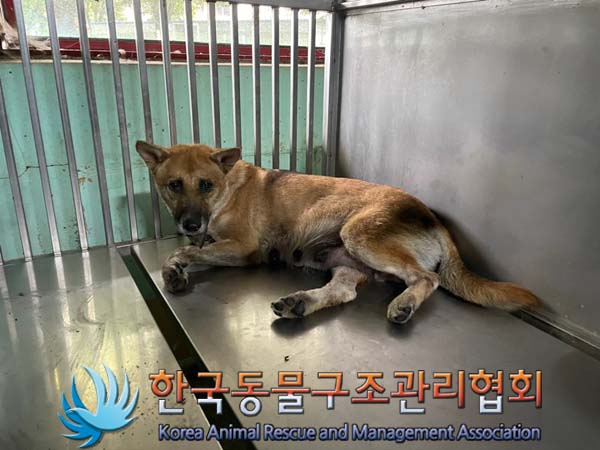 종료(안락사) 믹스…