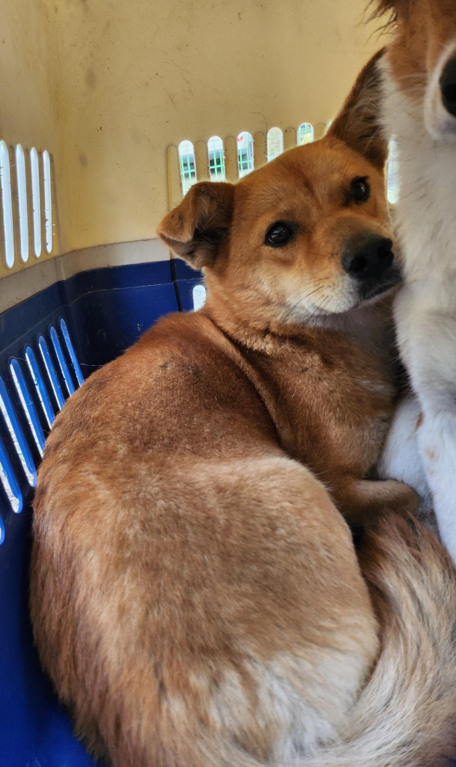 울산유기동물보호센터_431372202400493