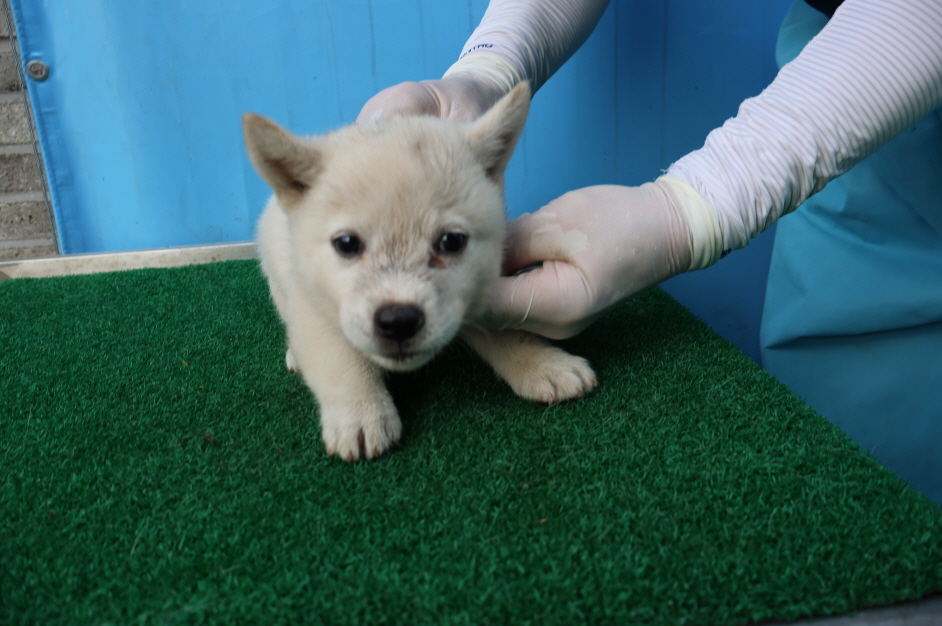 제주 동물보호센터_450650202402700