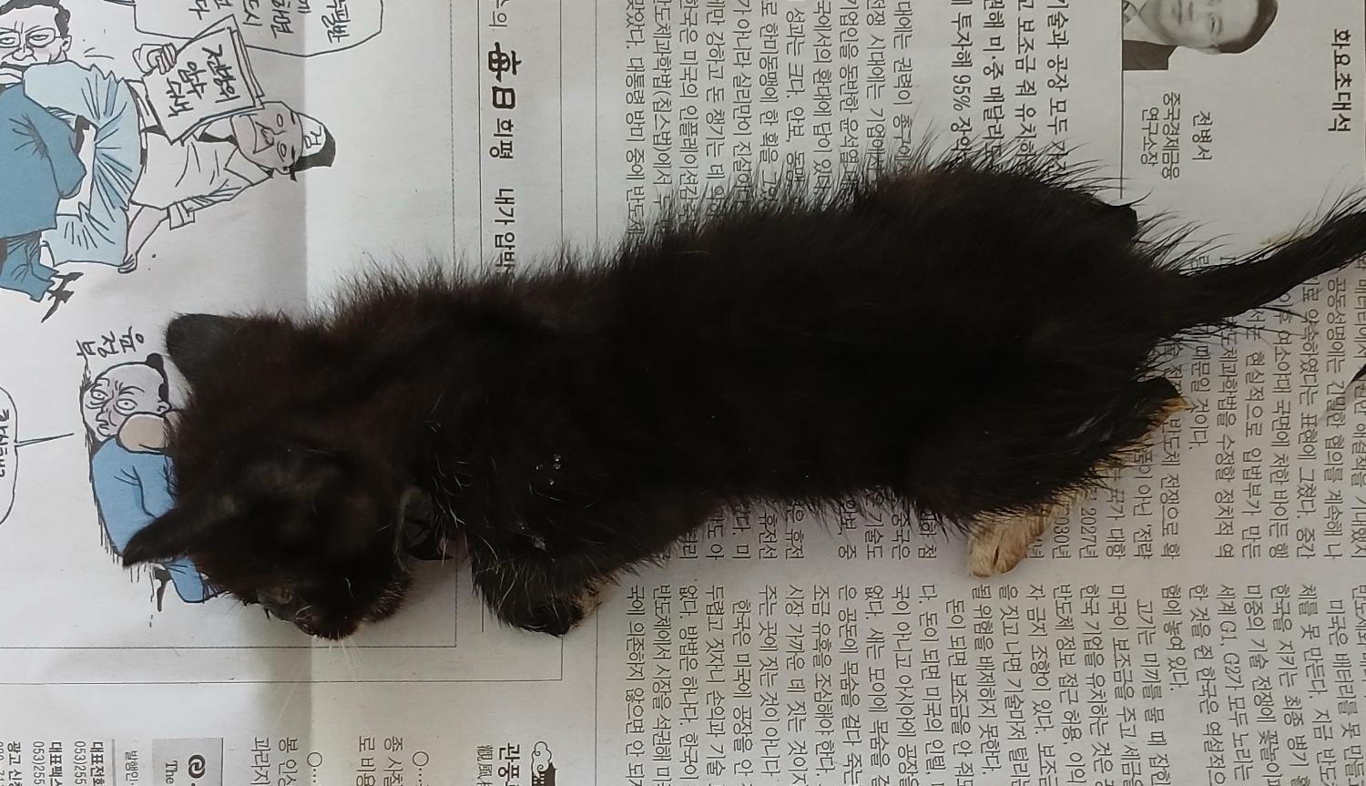 대구유기동물보호협회_427345202400560