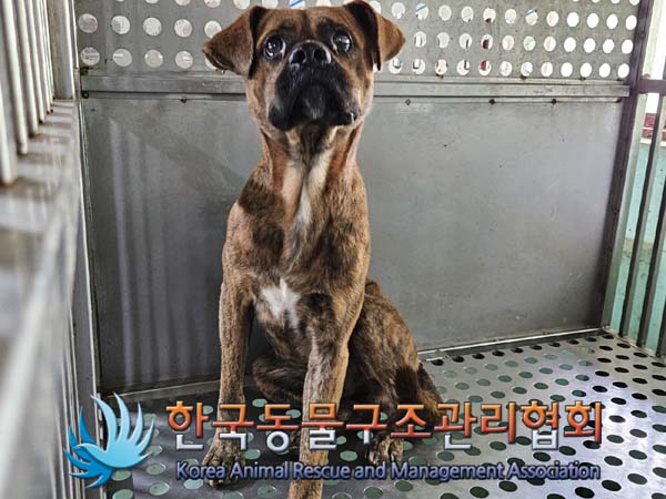 한국동물구조관리협회_441414202400725
