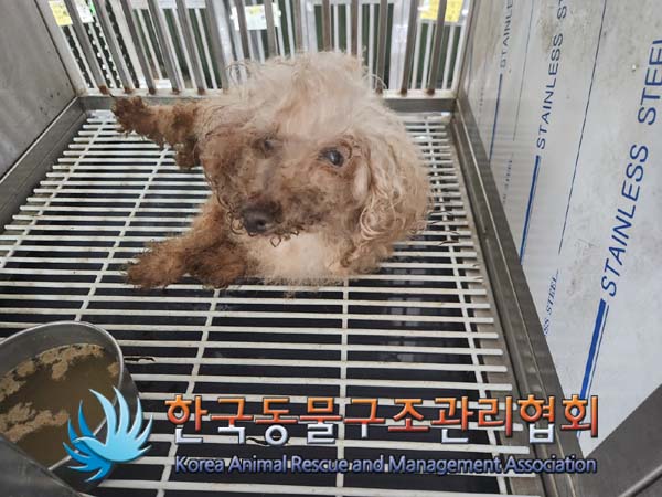 종료(자연사) 푸들…