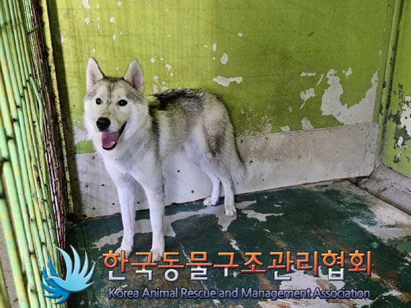 한국동물구조관리협회_441406202401479