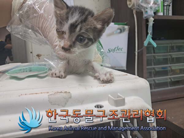 한국동물구조관리협회_441560202401140