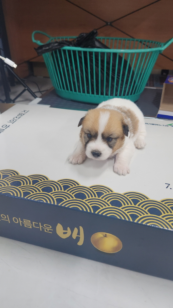 보호중 믹스견의 가…