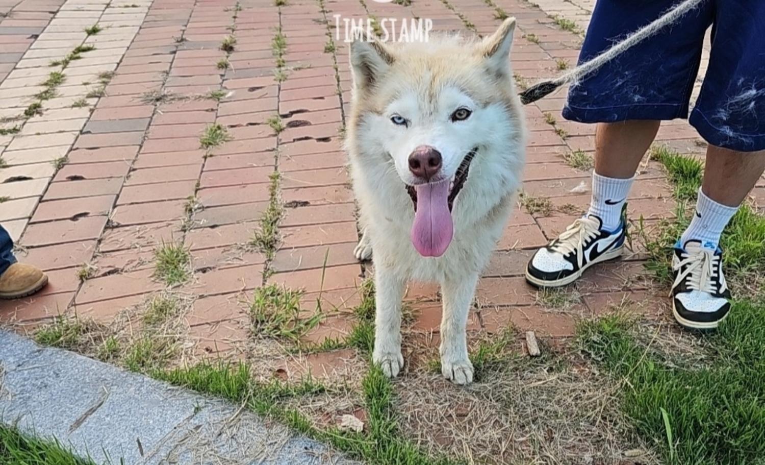 경주동물사랑보호센터_447505202401063