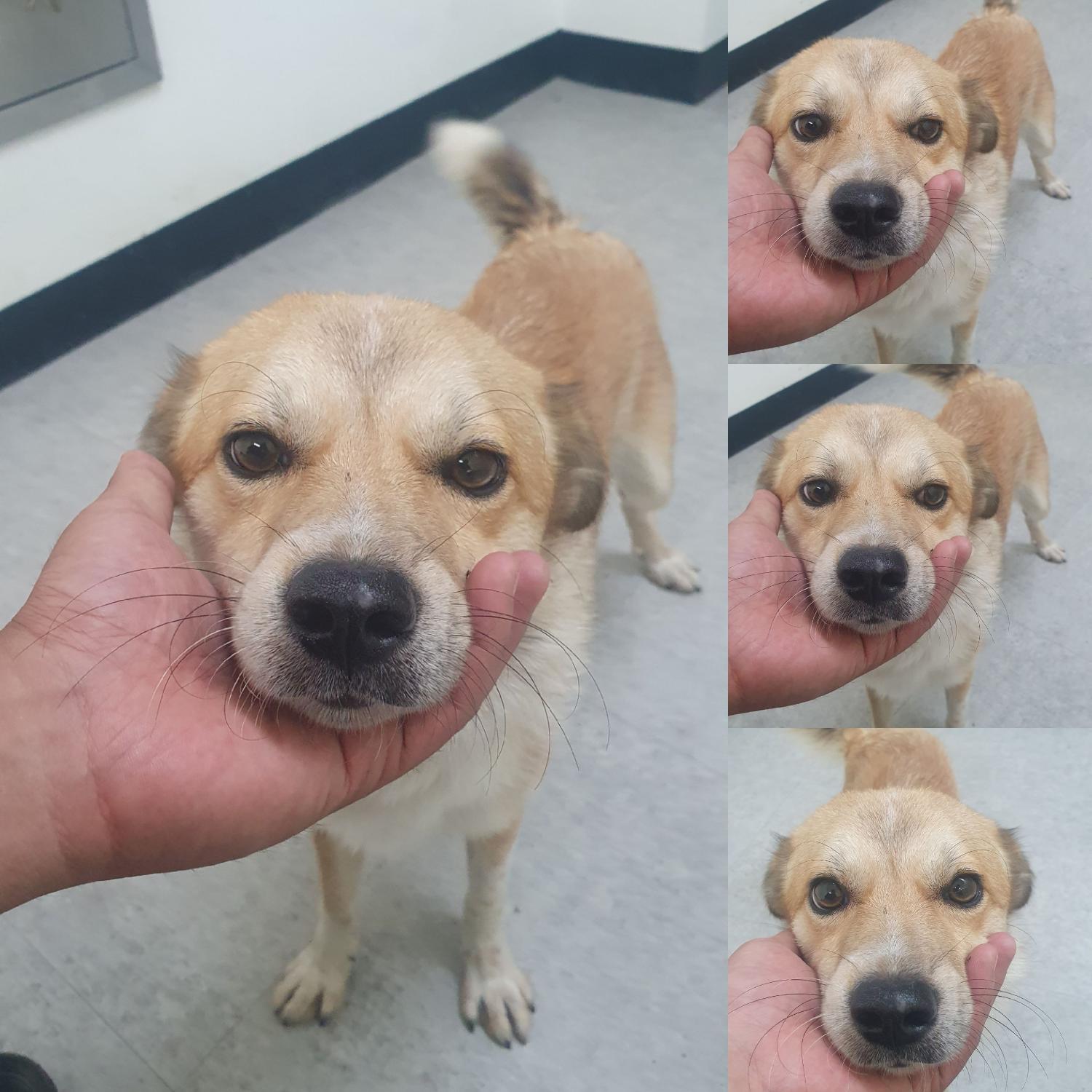 경주동물사랑보호센터_447505202401064
