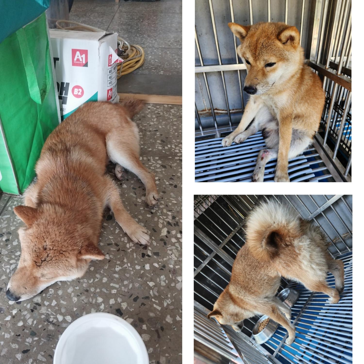 당진시동물보호소_444568202400920