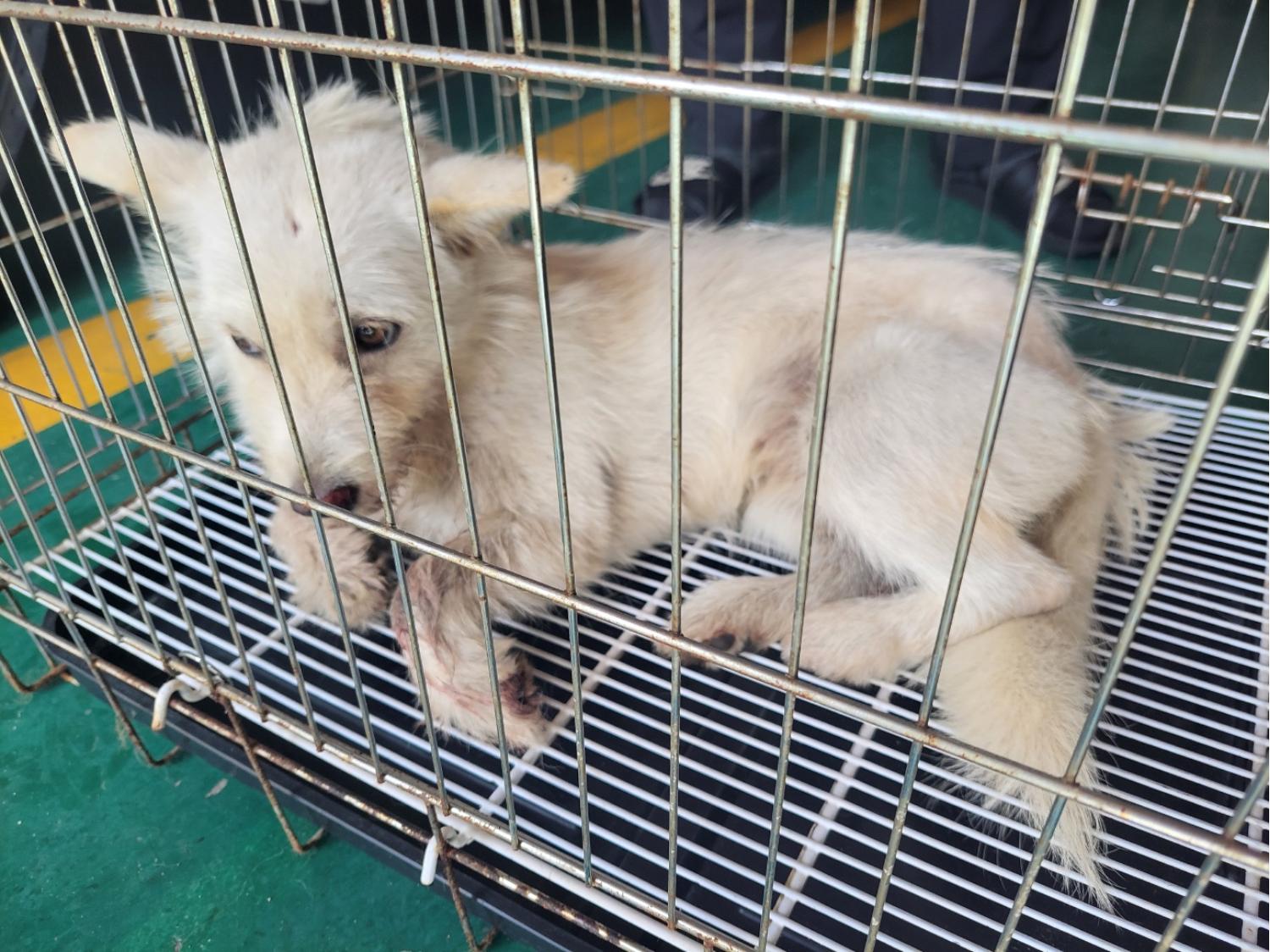 고양시동물보호센터_441394202401828