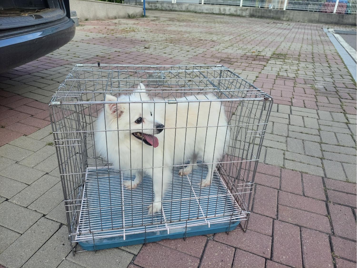 고양시동물보호센터_441394202401831