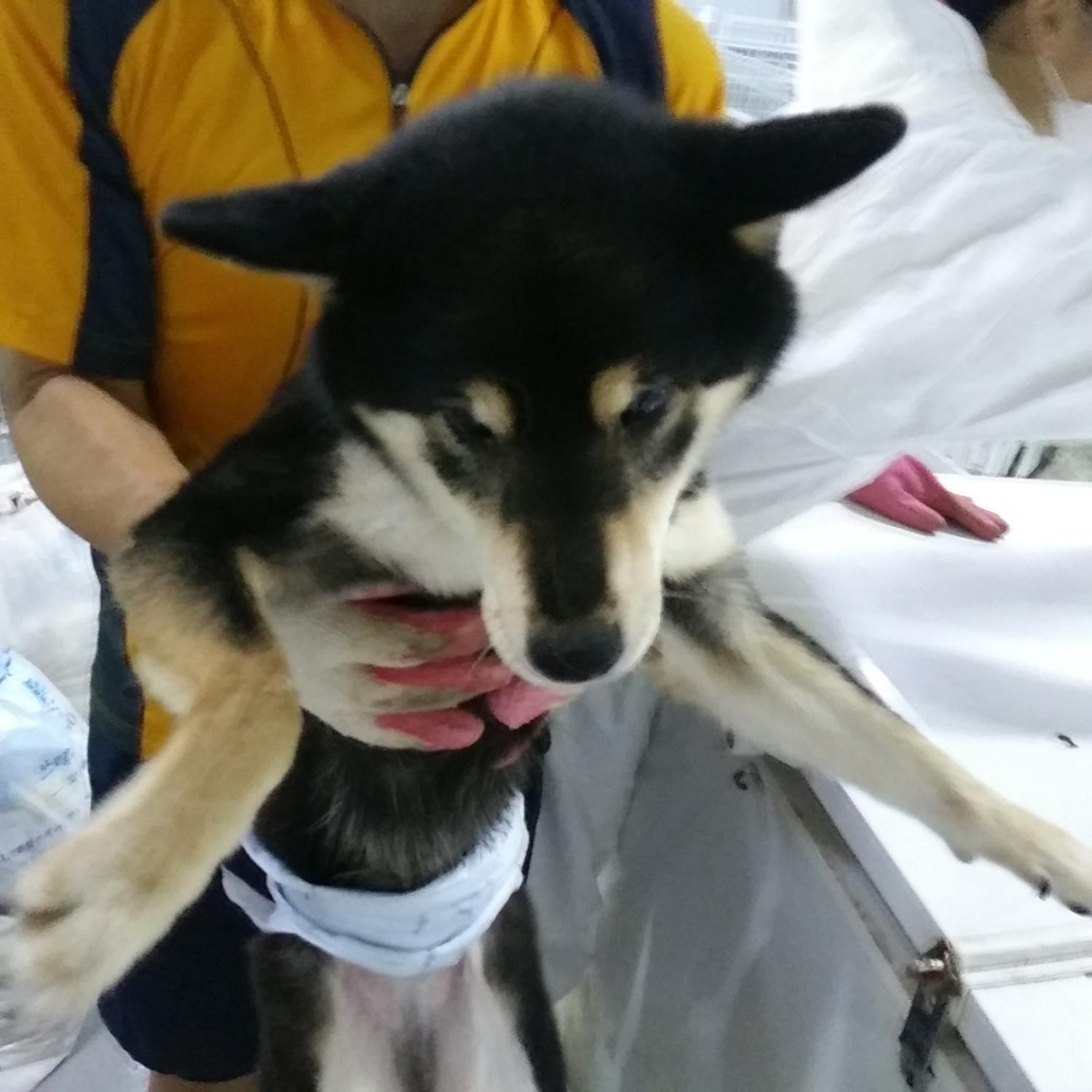 보호중 시바의 가족…