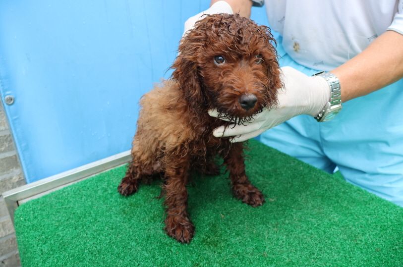제주 동물보호센터_450650202402712