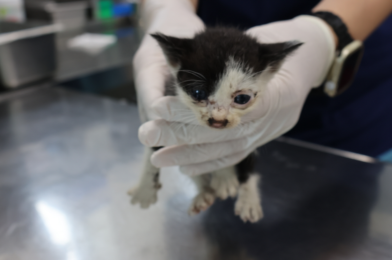 제주 동물보호센터_450650202402721