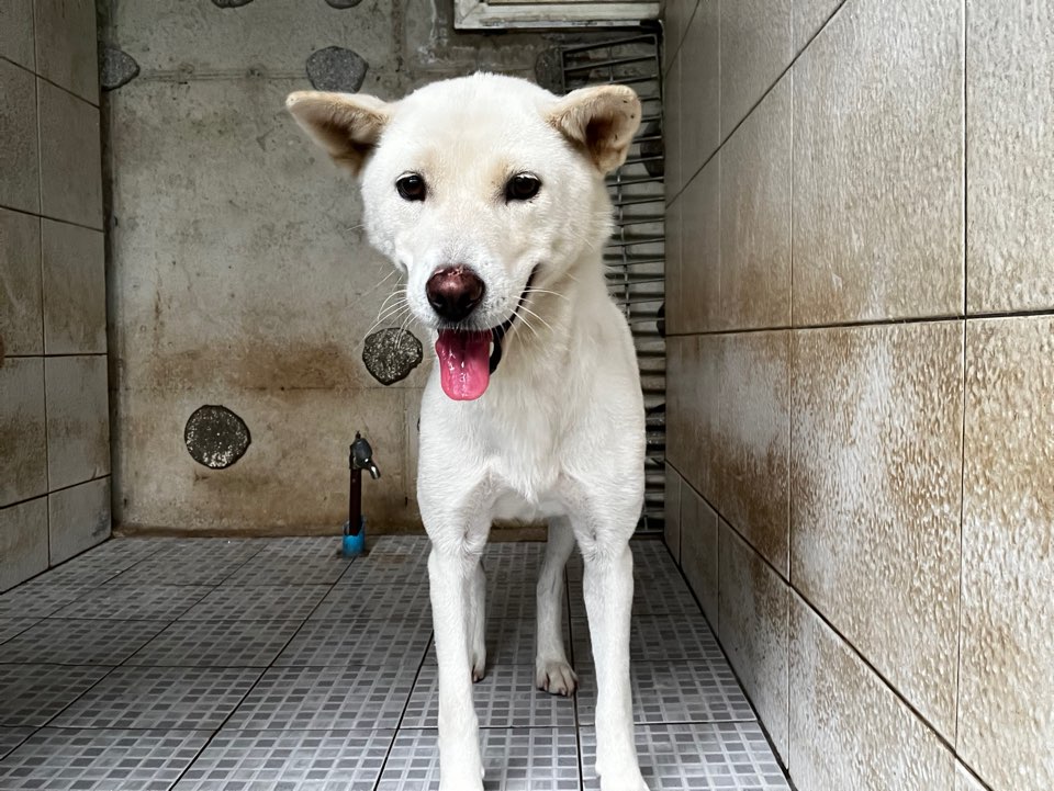 광주 동물보호소_429361202400401