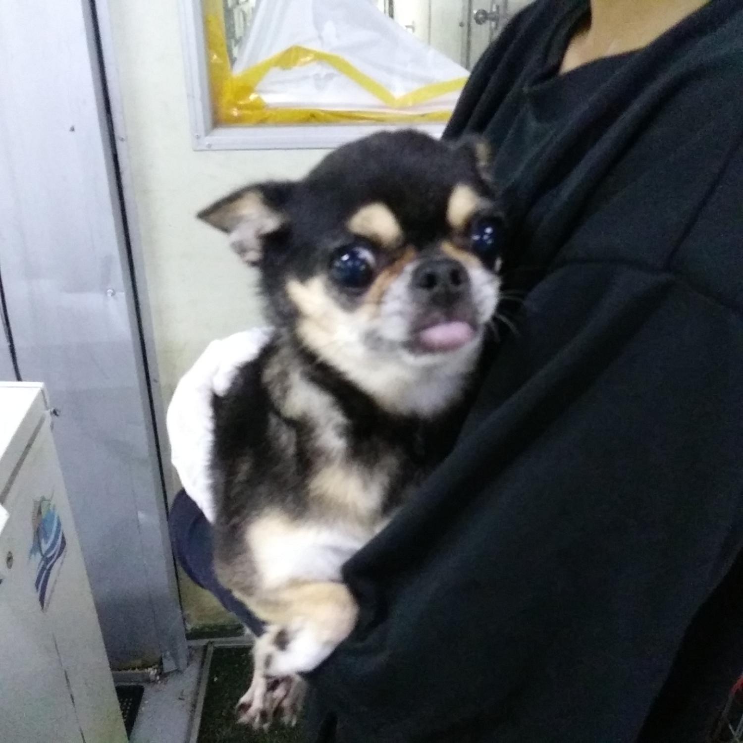 인천광역시수의사회_428351202400612