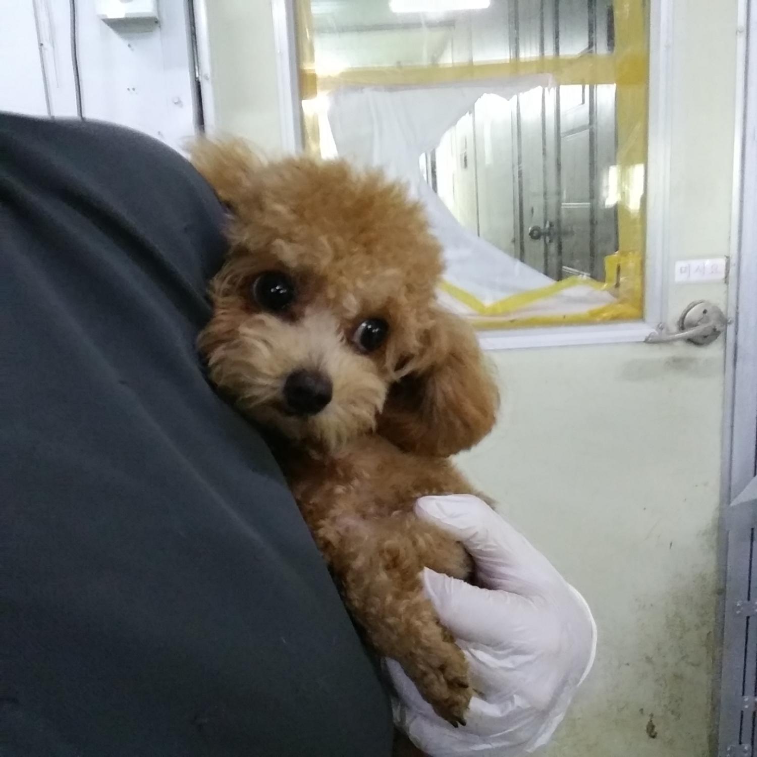 종료(입양) 푸들의…