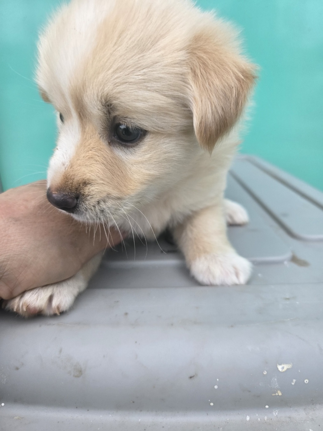 예산동물보호센터_444461202400603