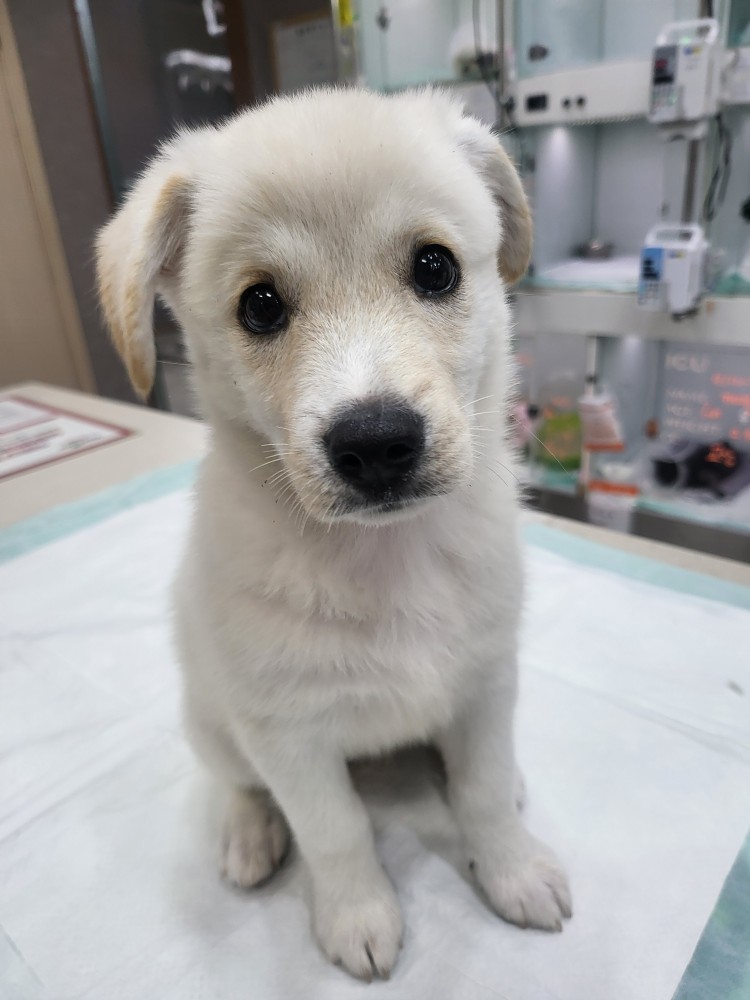 24시아이동물메디컬_441386202401245