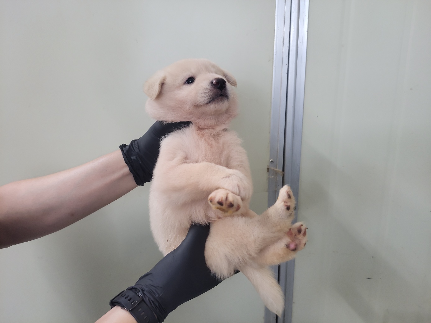 고양시동물보호센터_441394202401840