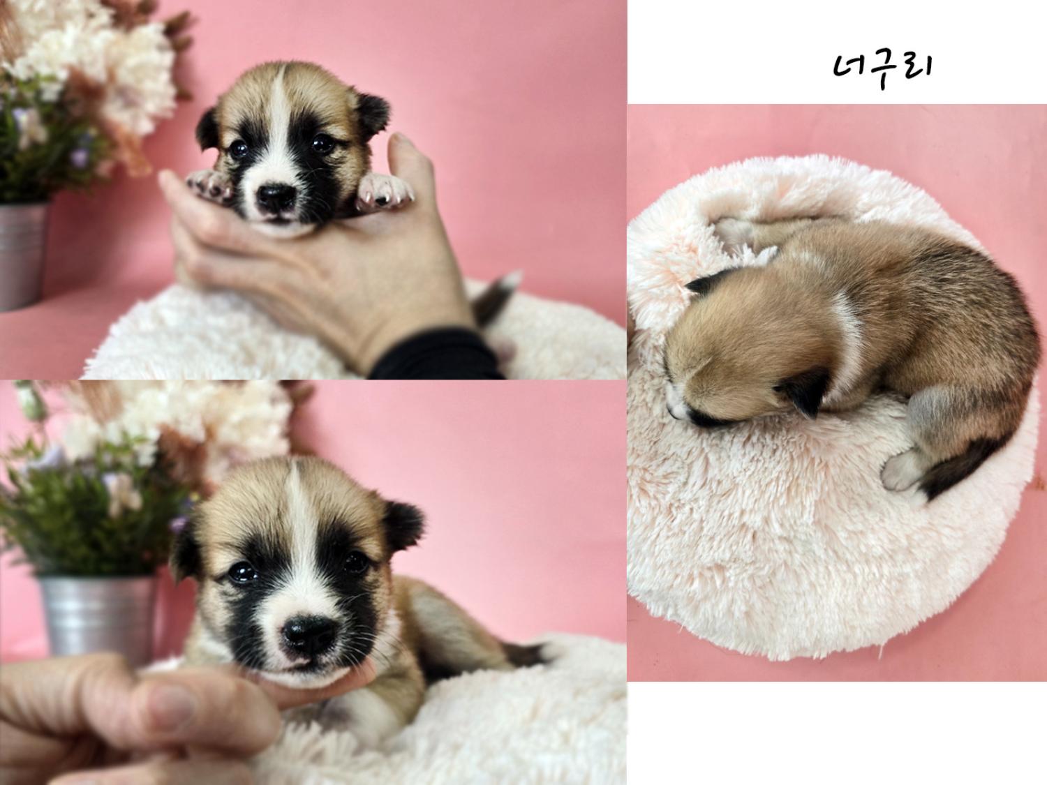 (사)영일동물플러스_447502202401256