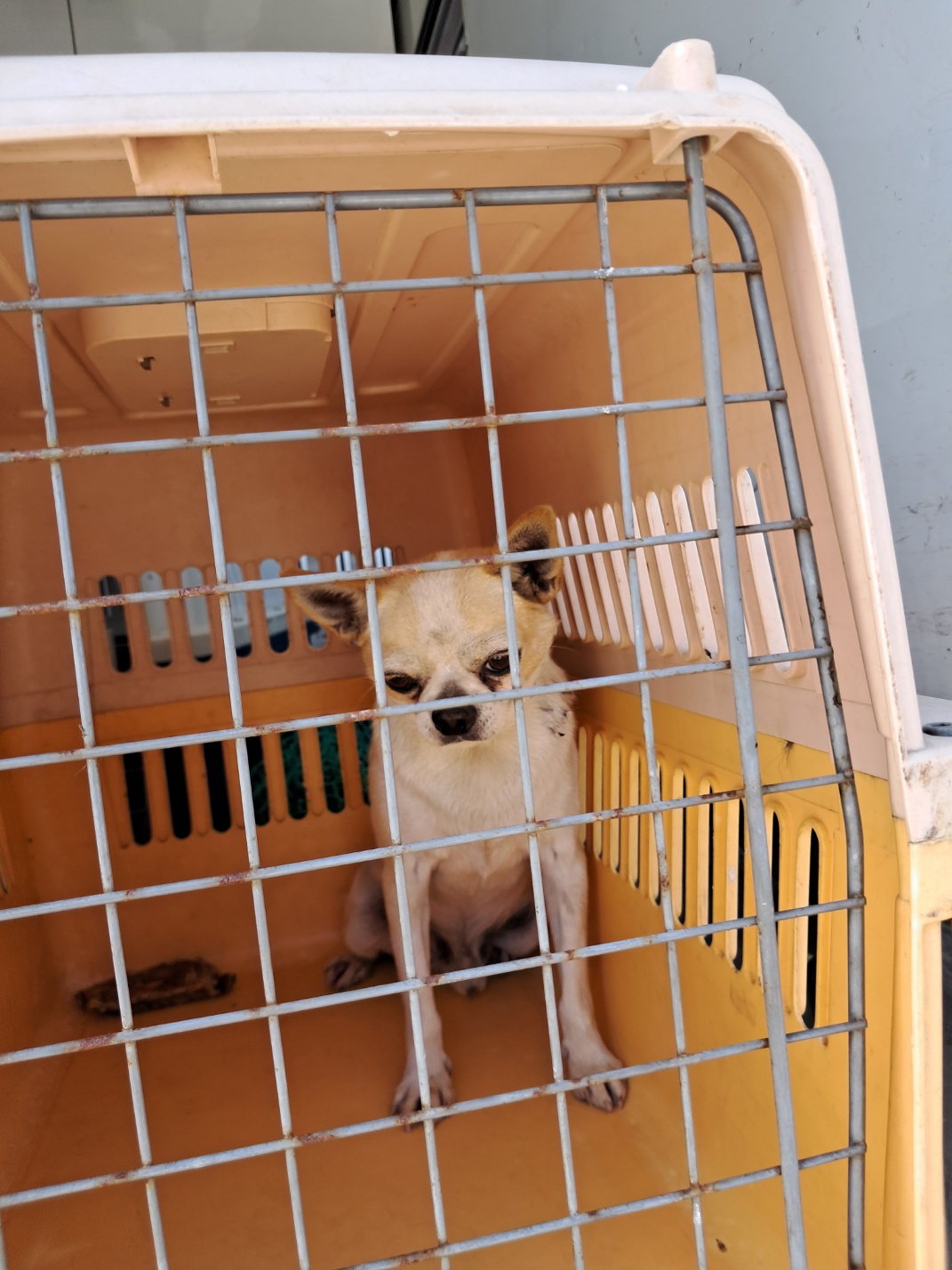거제시유기동물보호소_448537202401111