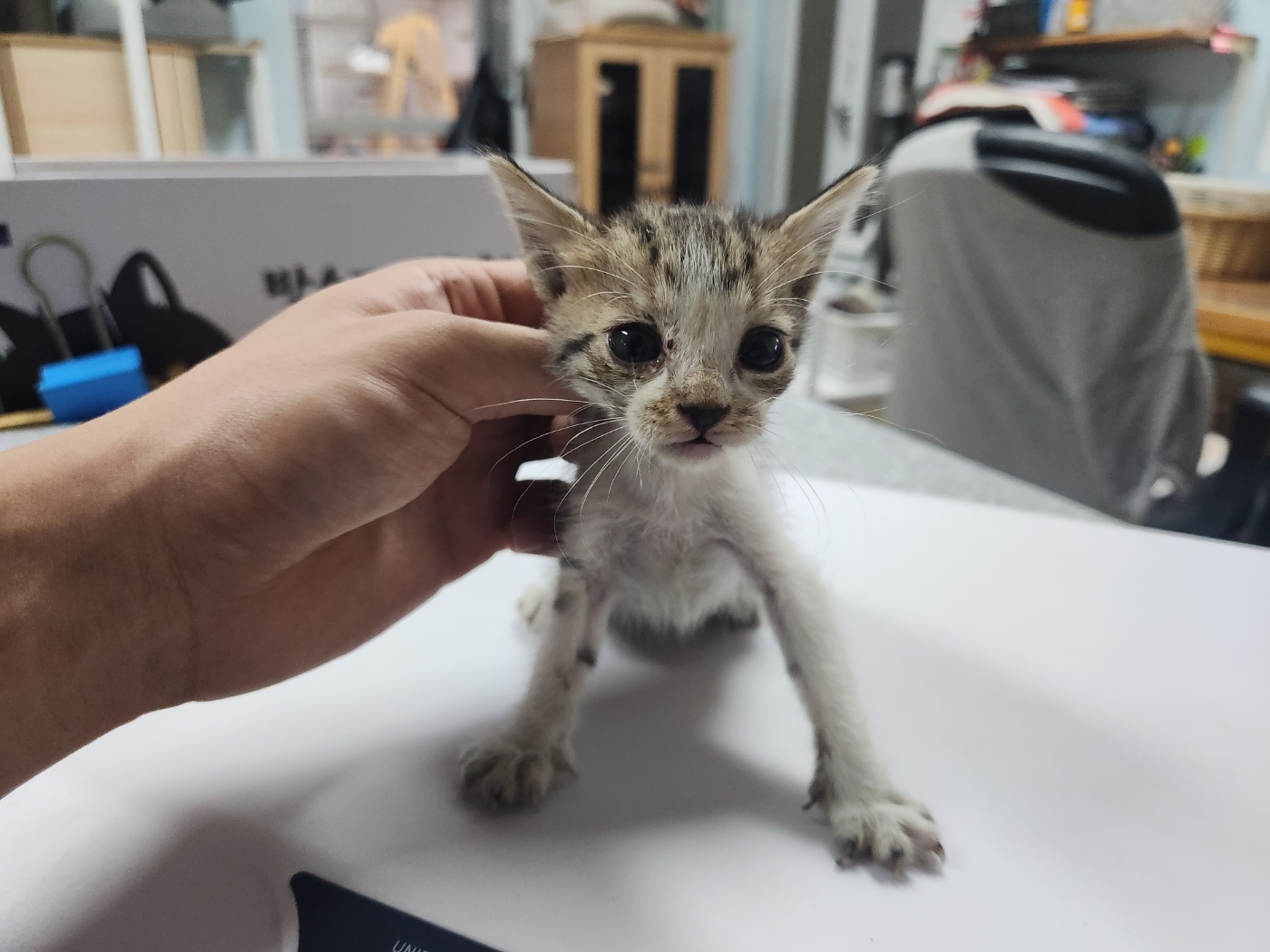광주 동물보호소_429363202400939