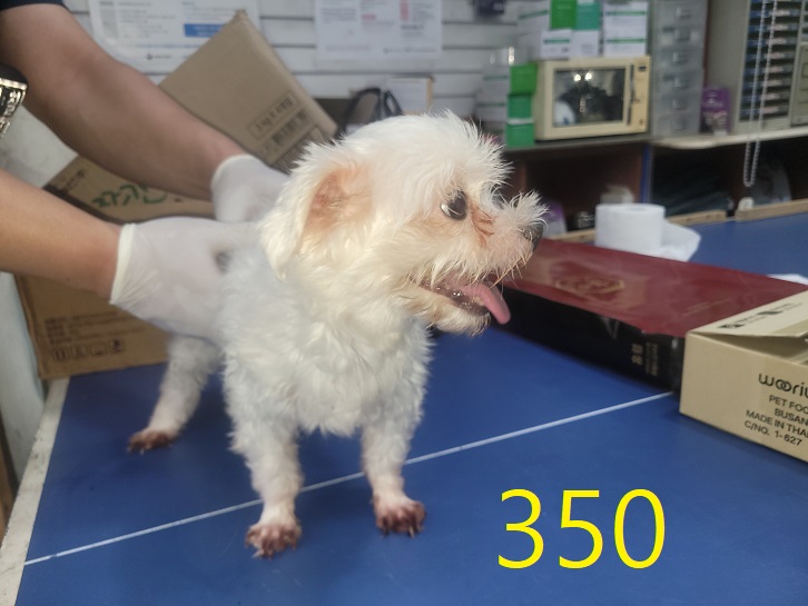 신영재동물병원_428355202400605