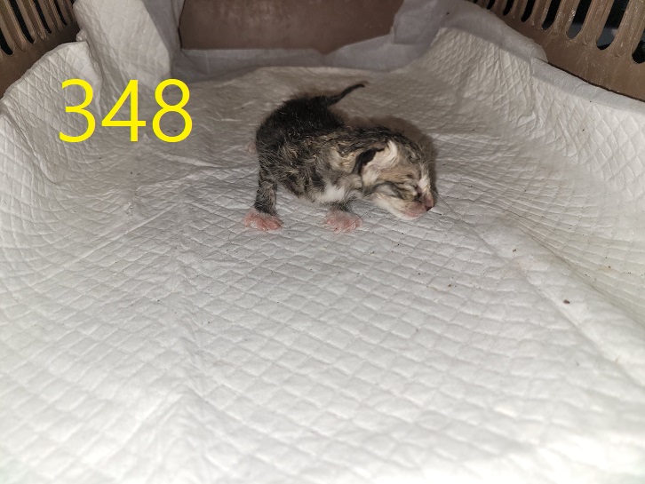 신영재동물병원_428355202400603