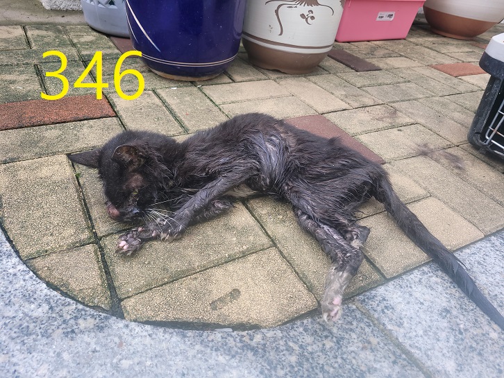 신영재동물병원_428355202400601