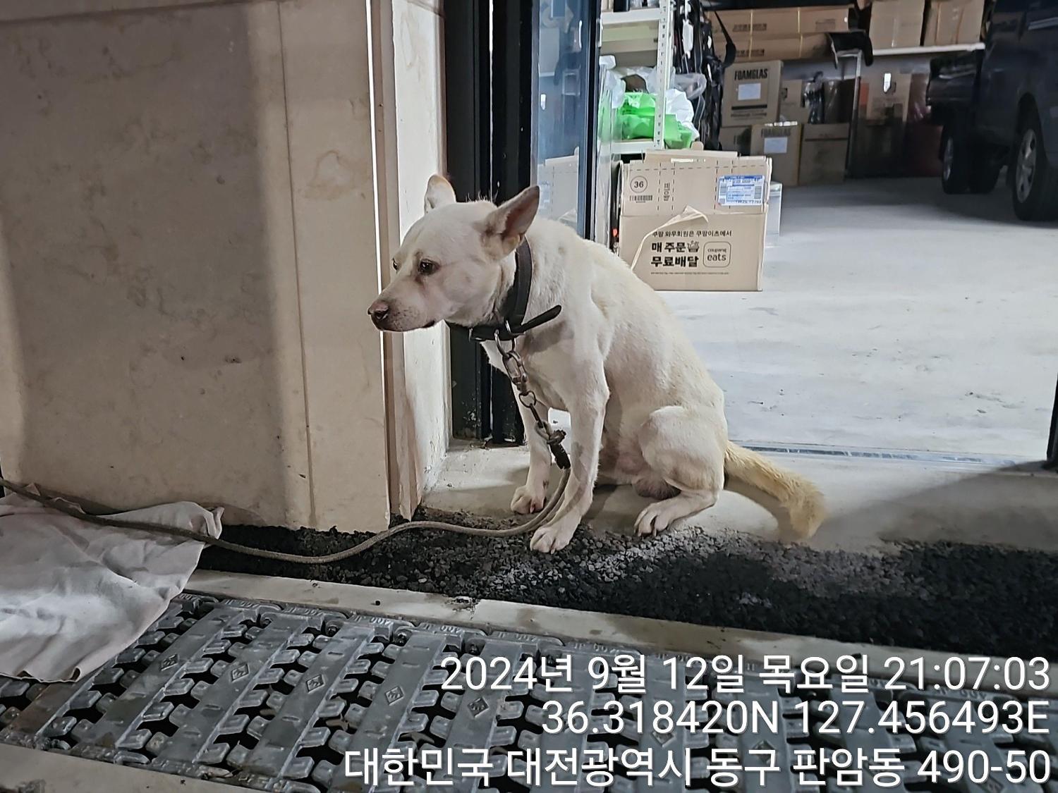 대전동물보호센터_430364202400687