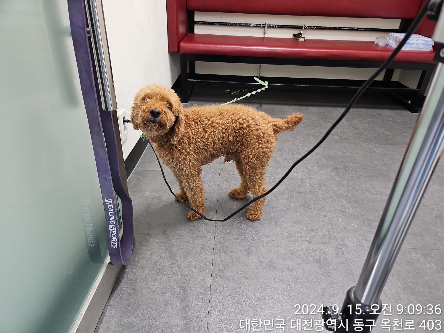 보호중 푸들의 가족…