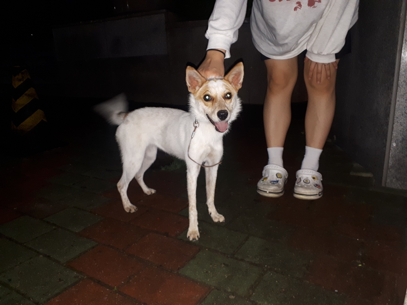 (사)영일동물플러스_447502202401276