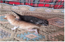 보호중 한국 고양이…