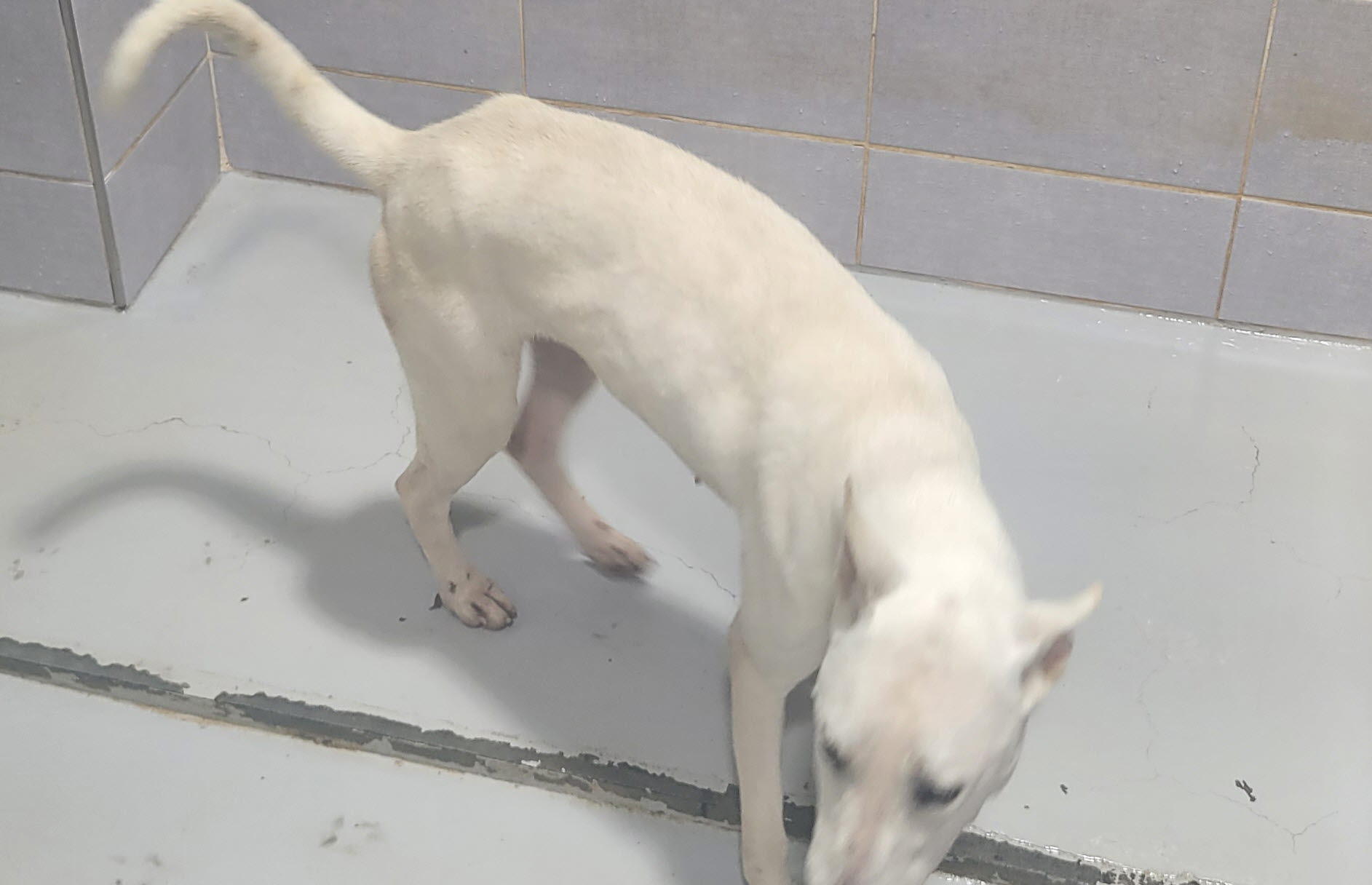 울진군동물보호센터_447525202400344