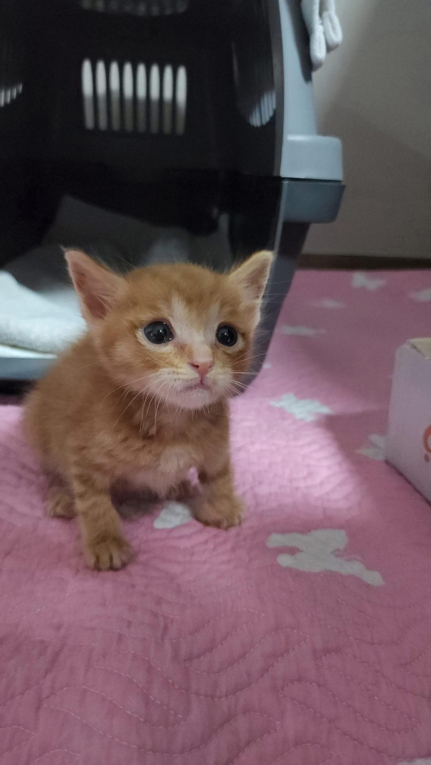 보호중 한국 고양이…