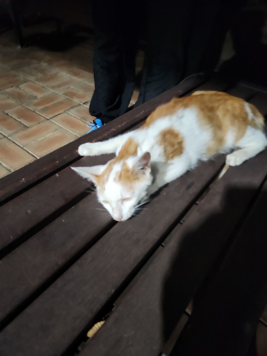 동구종합동물병원_426327202400349
