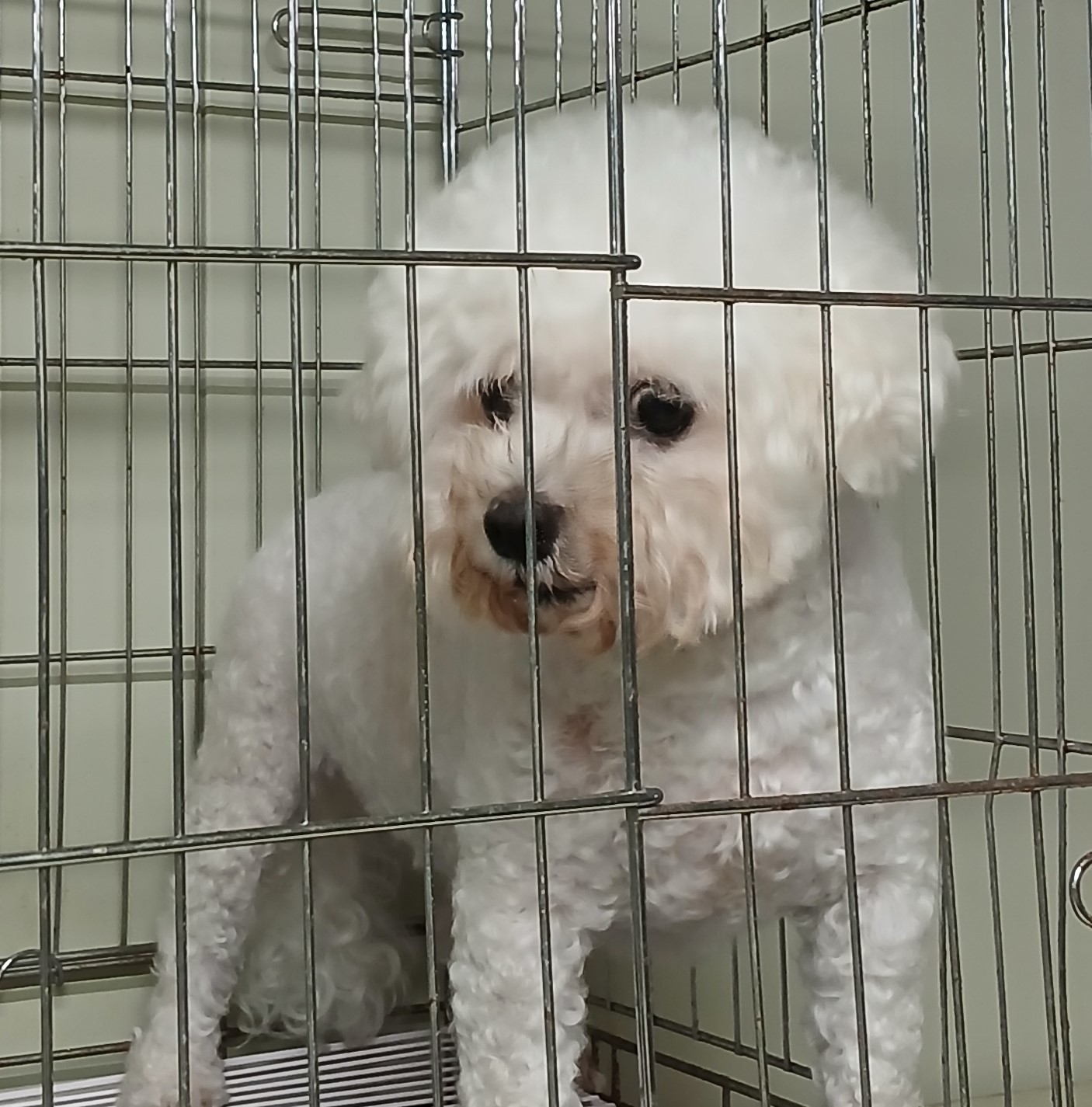 대구유기동물보호센터_427342202400820
