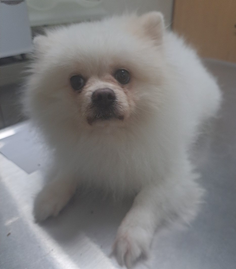 보호중 포메라니안의…