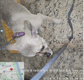대전동물보호센터_430367202400642