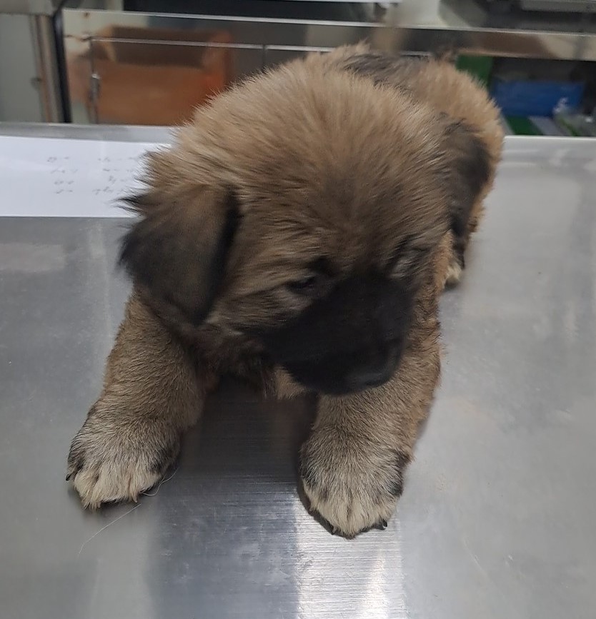 수원시 동물보호센터_441374202401141