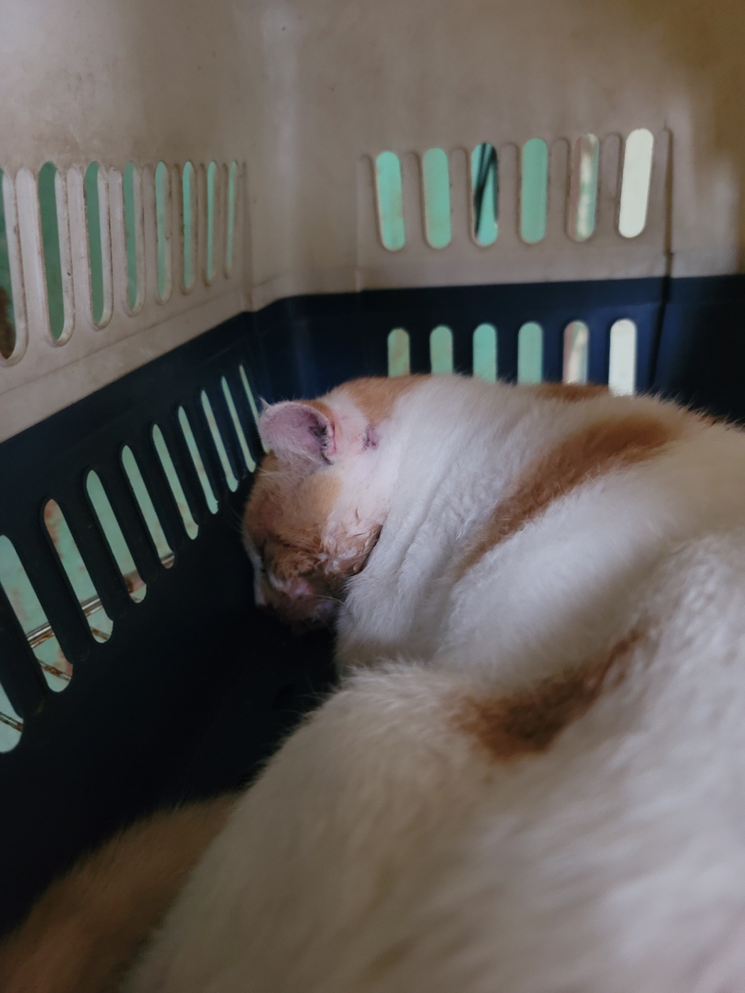 종료(자연사) 한국…