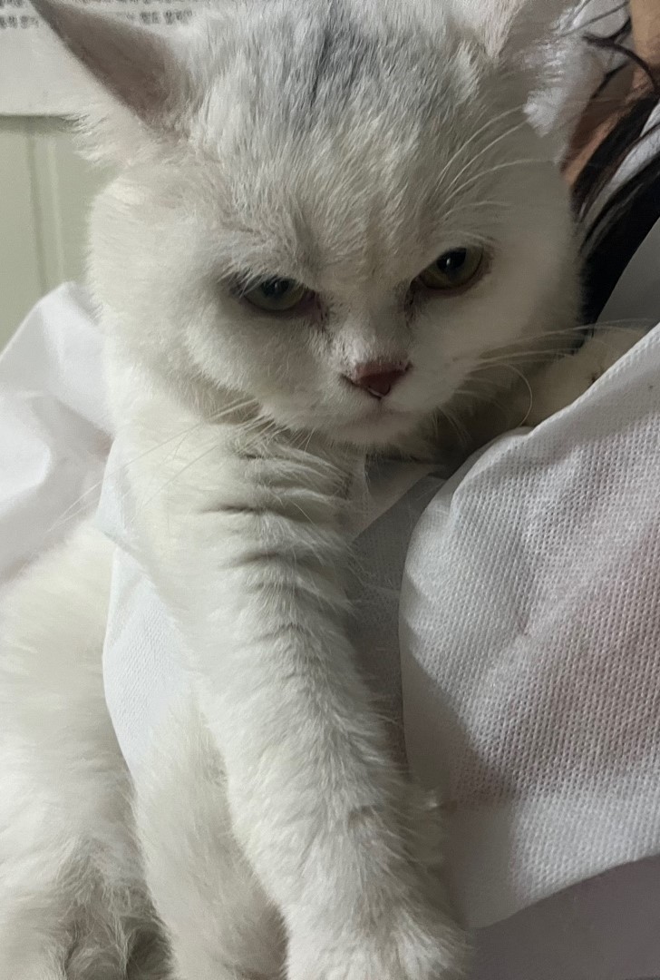 인천광역시수의사회_428353202400817