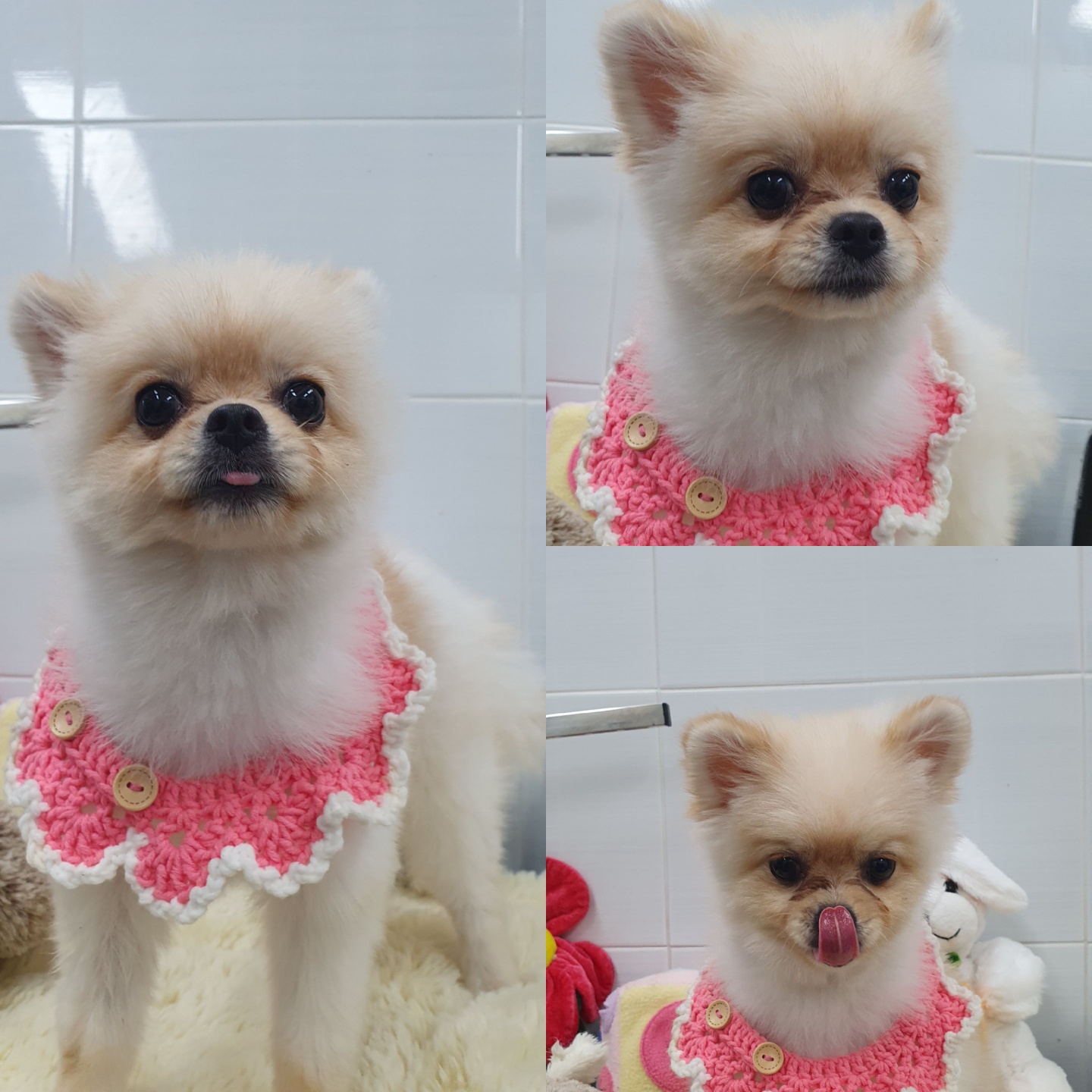 종료(반환) 포메라…