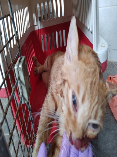 (사)동부동물보호협회_426331202400353
